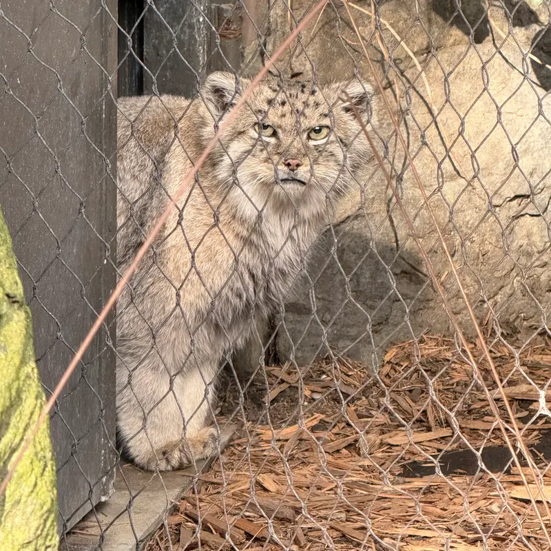 A photograph of Batu in Prospect Park Zoo