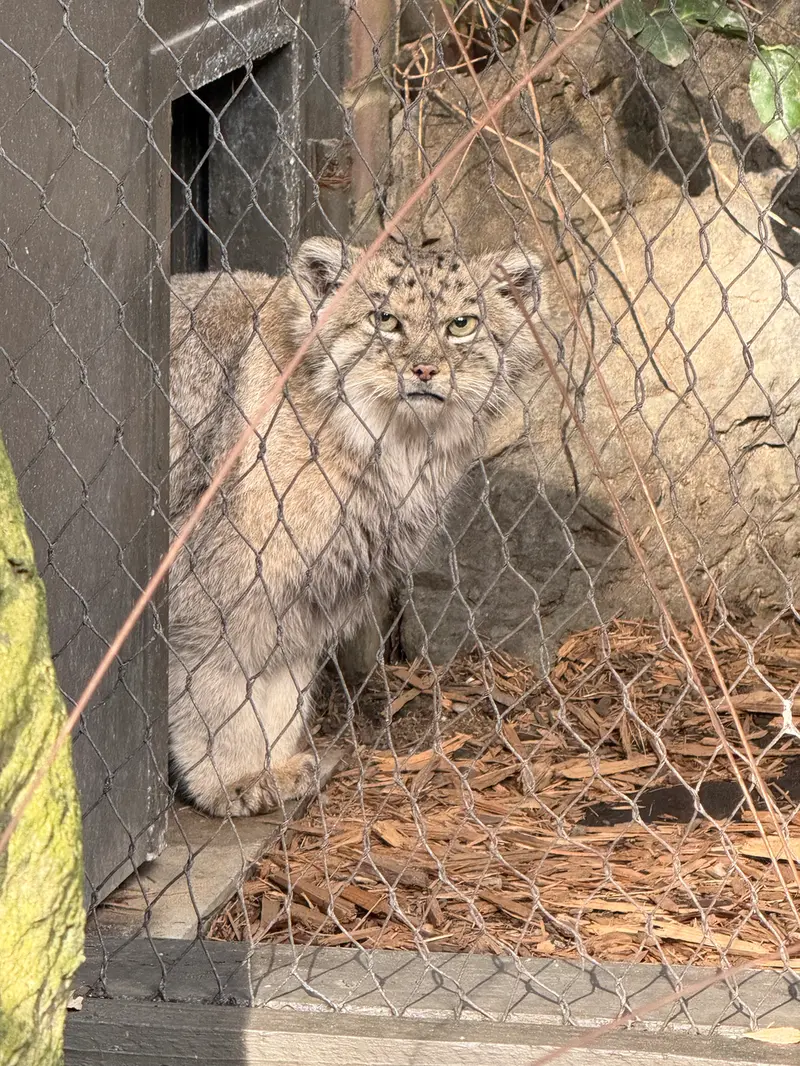 A photograph of Batu in Prospect Park Zoo