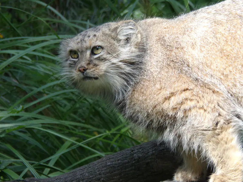 A photograph of Zarina in Wrocław Zoo