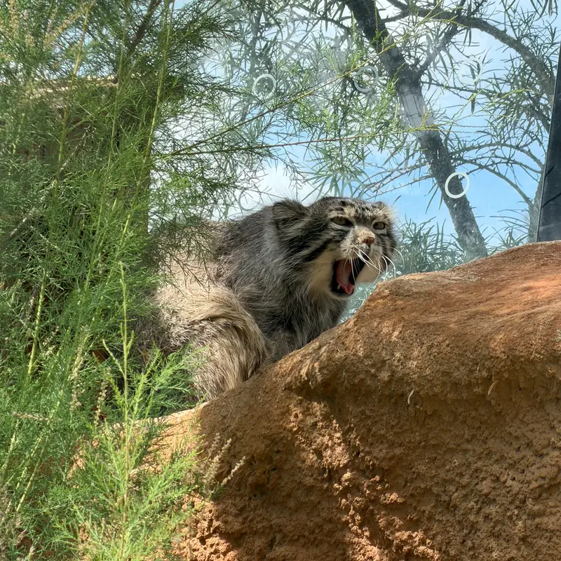 A photograph of Spay in Prague Zoo