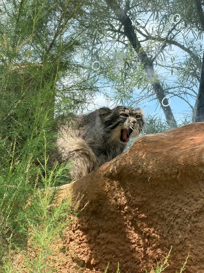 A photograph of Spay in Prague Zoo