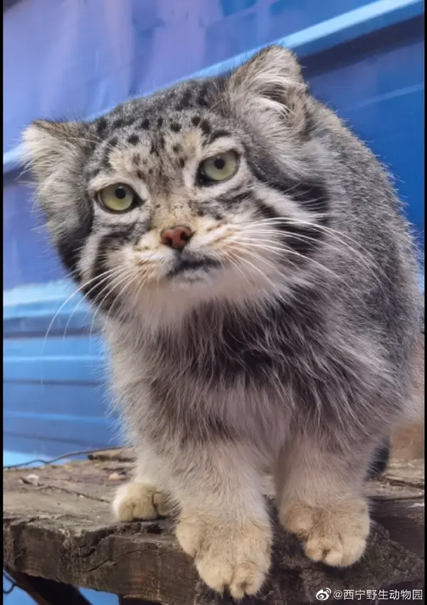 A photograph of a Pallas's cat