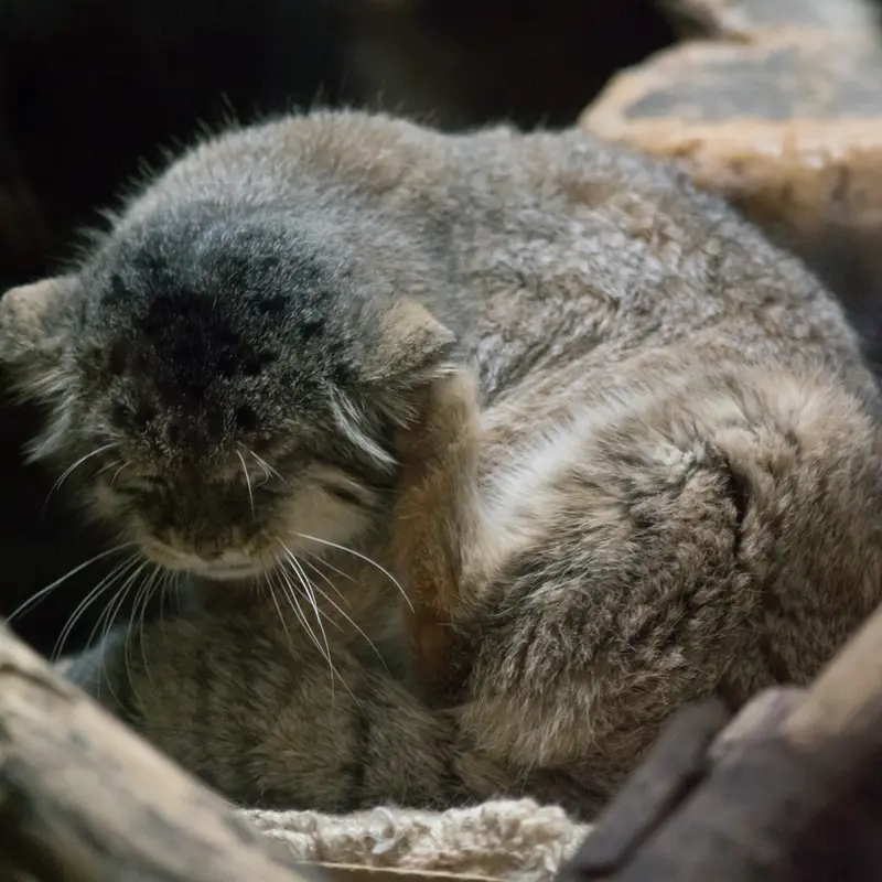 A photograph of Primula in Ueno Zoological Gardens