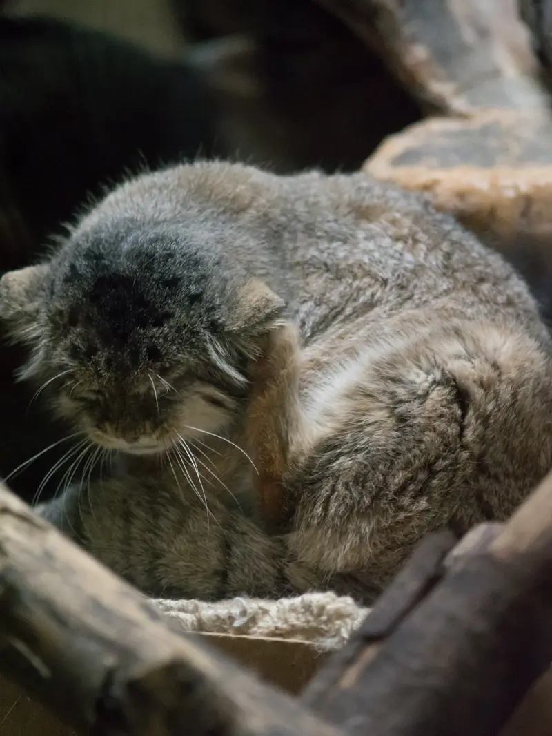 A photograph of Primula in Ueno Zoological Gardens
