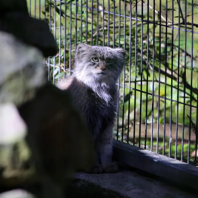 A photograph of Tsas in Kraków Zoo