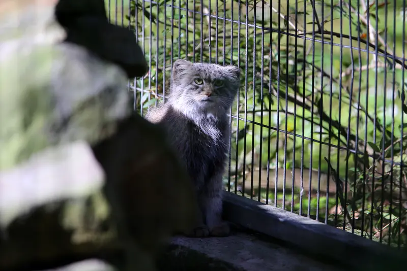 A photograph of Tsas in Kraków Zoo