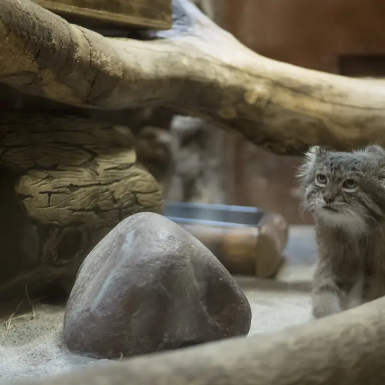 A photograph of Klyon in Ueno Zoological Gardens