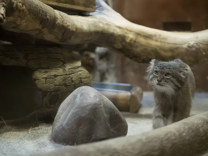 A photograph of Klyon in Ueno Zoological Gardens