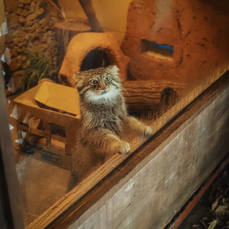 A photograph of Lotos in Saitama Children's Zoo