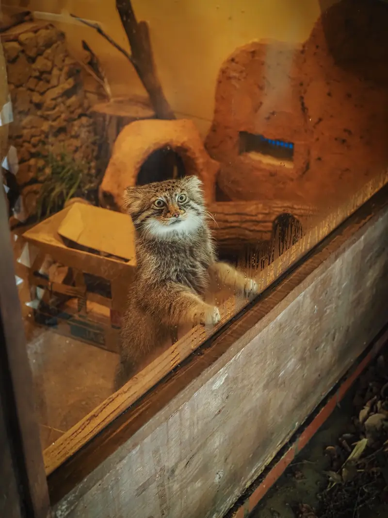 A photograph of Lotos in Saitama Children's Zoo