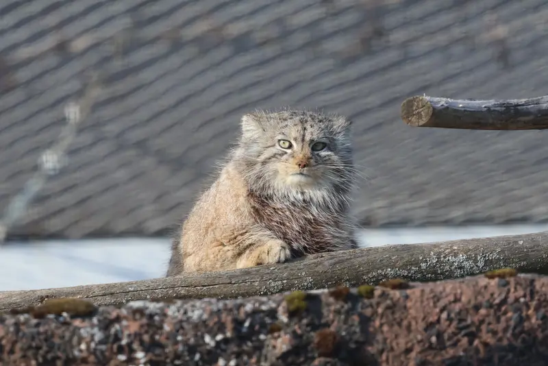 A photograph of Mimi in Korkeasaari Zoo