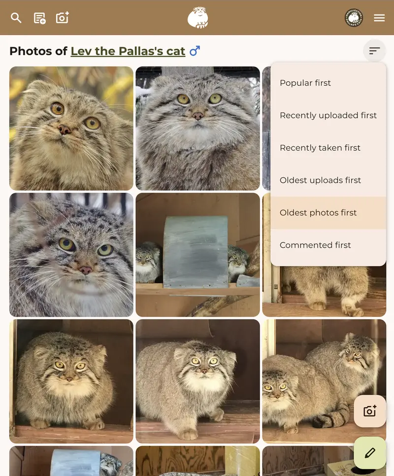 A photograph of a Pallas's cat