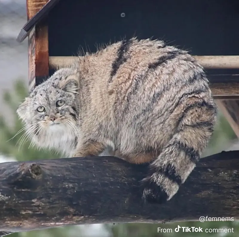 A photograph of a Pallas's cat