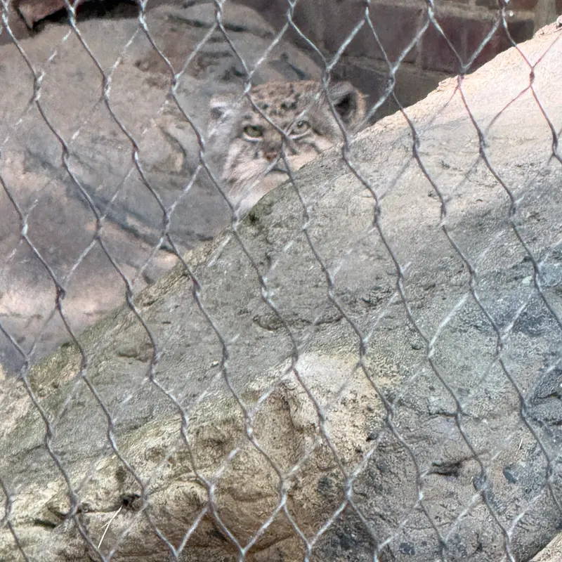 A photograph of Batu in Prospect Park Zoo