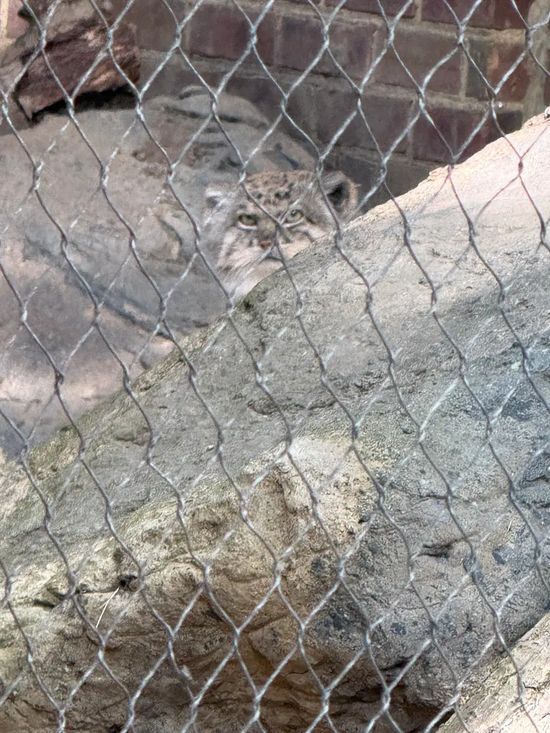 A photograph of Batu in Prospect Park Zoo
