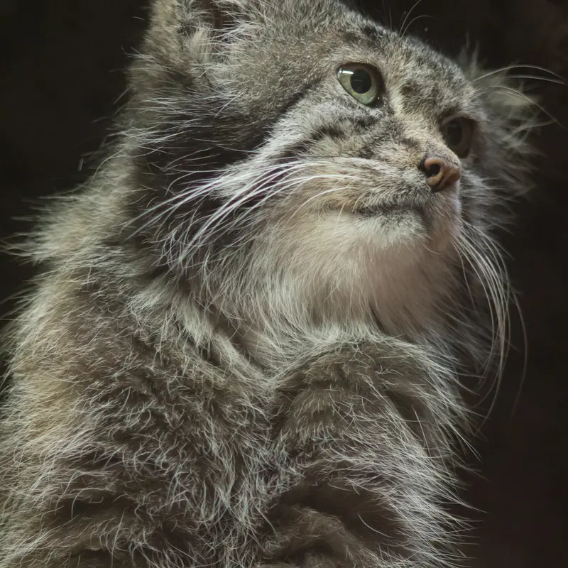 A photograph of Klyon in Ueno Zoological Gardens