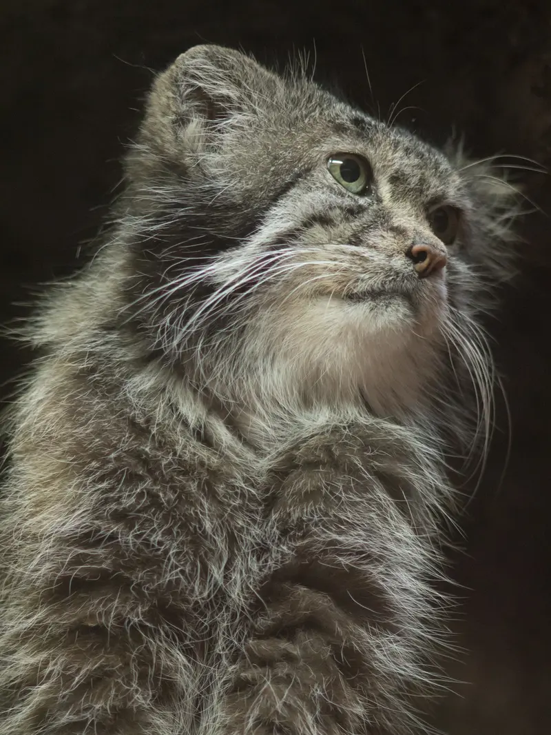 A photograph of Klyon in Ueno Zoological Gardens