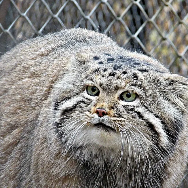 A photograph of a Pallas's cat in Novosibirsk Zoo