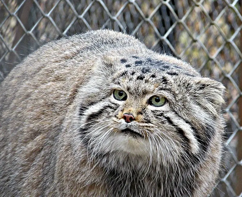 A photograph of a Pallas's cat in Novosibirsk Zoo