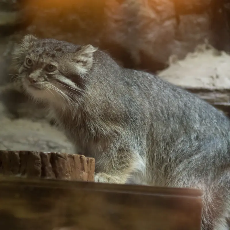 A photograph of Klyon in Ueno Zoological Gardens
