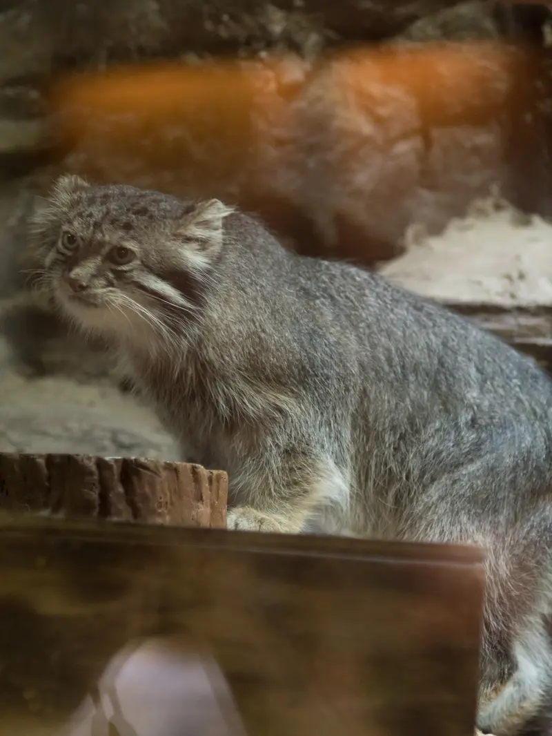 A photograph of Klyon in Ueno Zoological Gardens