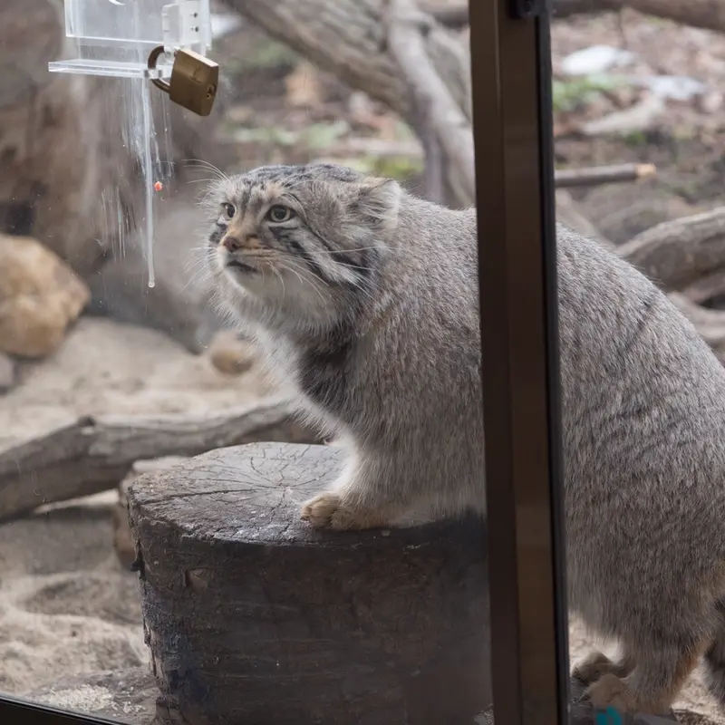 A photograph of Nagomu in Nasu Animal Kingdom