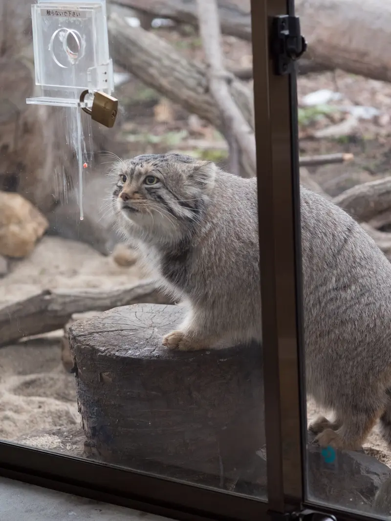 A photograph of Nagomu in Nasu Animal Kingdom