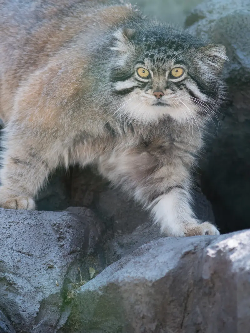 A photograph of Grusha in Asahiyama Zoo