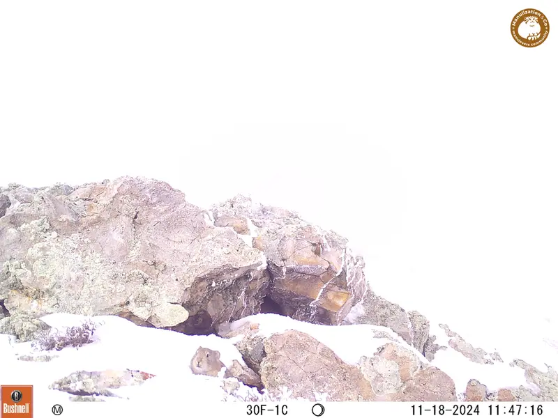 A photograph of Pika from Besshoky 1 camera trap