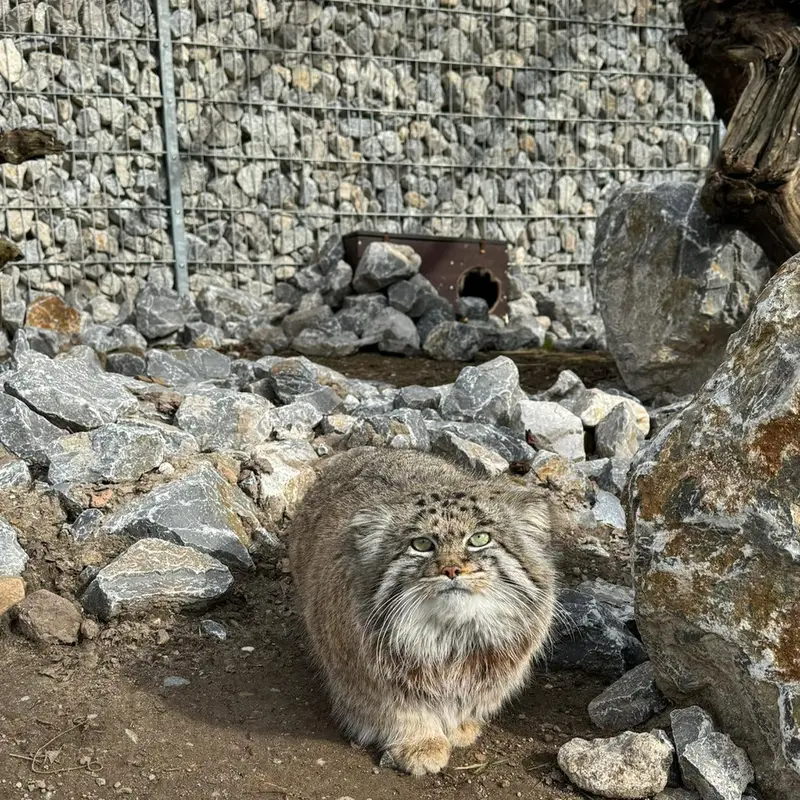 A photograph of Dima in Grasleben Zoo
