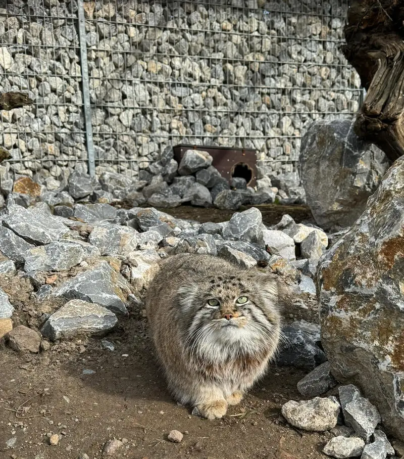 A photograph of Dima in Grasleben Zoo