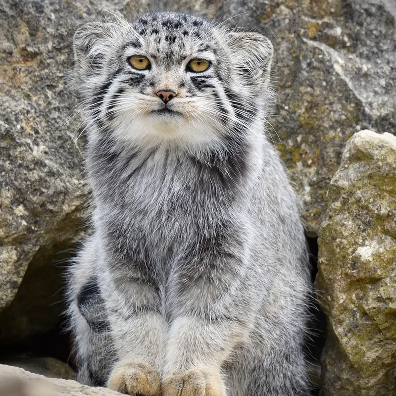 A photograph of Bat-Erdene in Port Lympne Wild Animal Park