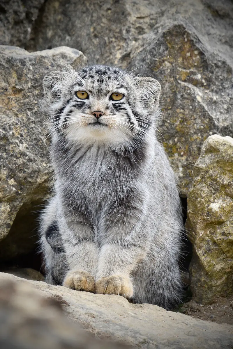 A photograph of Bat-Erdene in Port Lympne Wild Animal Park