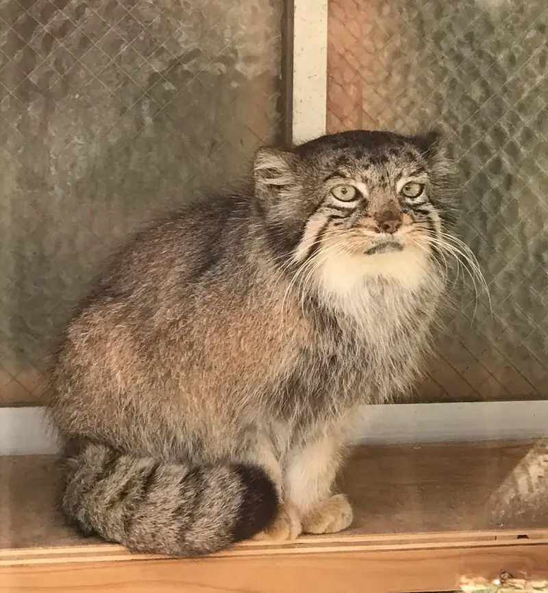 A photograph of a Pallas's cat