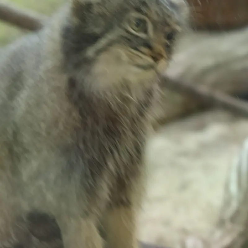 A photograph of a Pallas's cat in Nasu Animal Kingdom