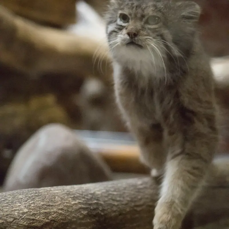 A photograph of Klyon in Ueno Zoological Gardens