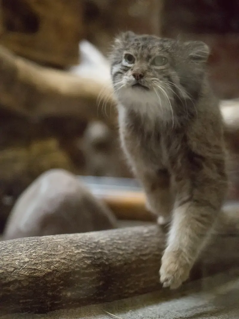 A photograph of Klyon in Ueno Zoological Gardens