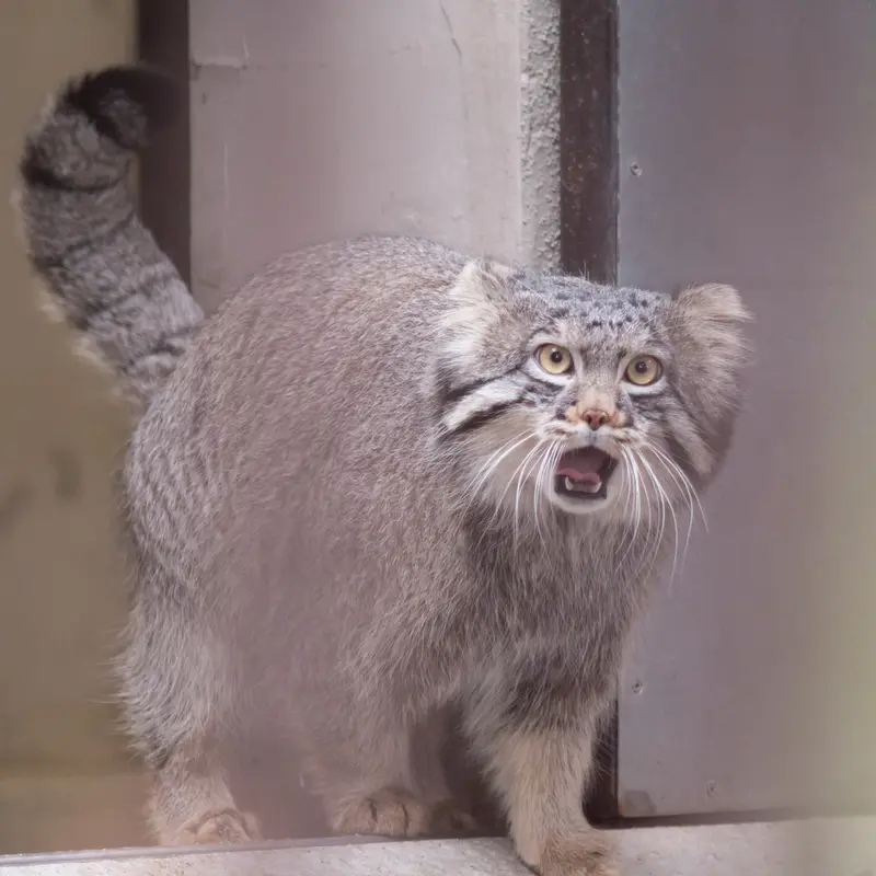 A photograph of Figa in Nogeyama Zoo