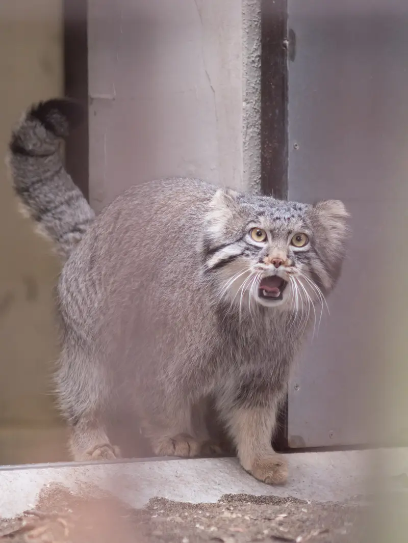 A photograph of Figa in Nogeyama Zoo