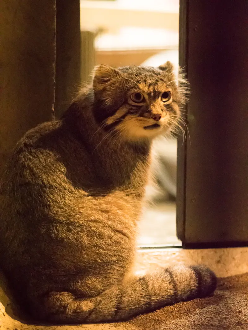 A photograph of Figa in Nogeyama Zoo