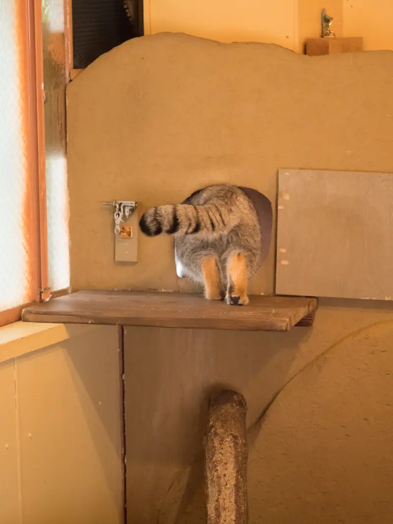 A photograph of Oto in Saitama Children's Zoo