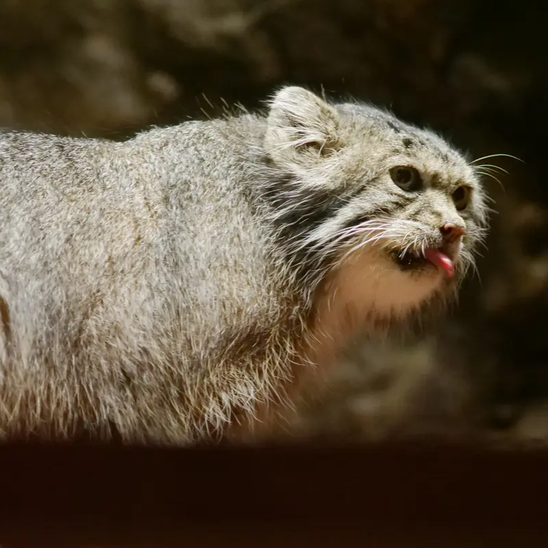 A photograph of Klyon in Ueno Zoological Gardens