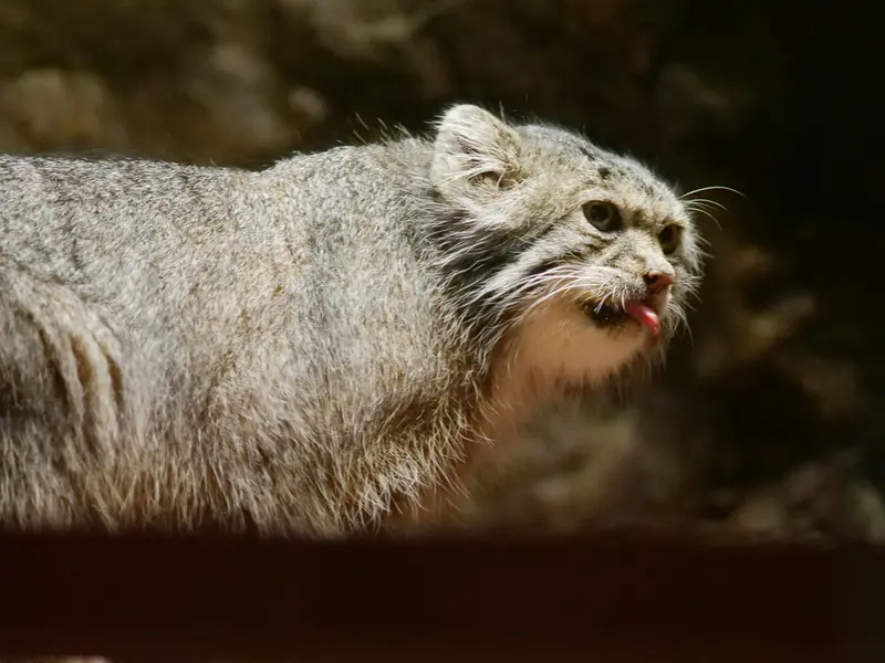 A photograph of Klyon in Ueno Zoological Gardens
