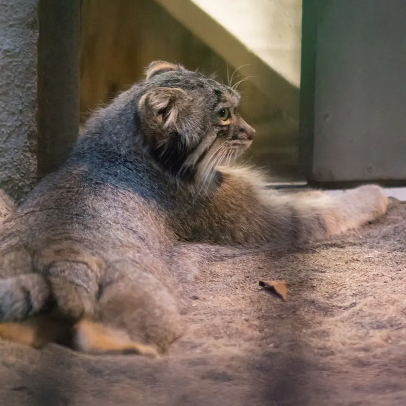 A photograph of Figa in Nogeyama Zoo
