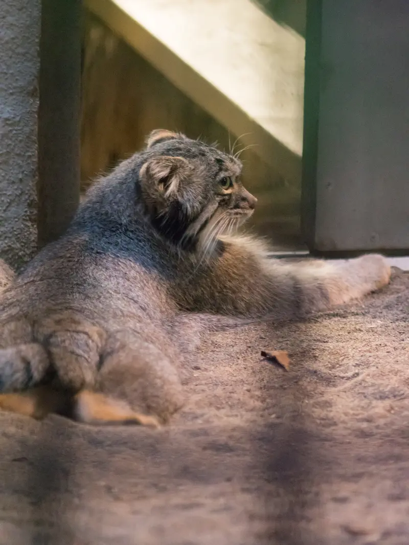 A photograph of Figa in Nogeyama Zoo