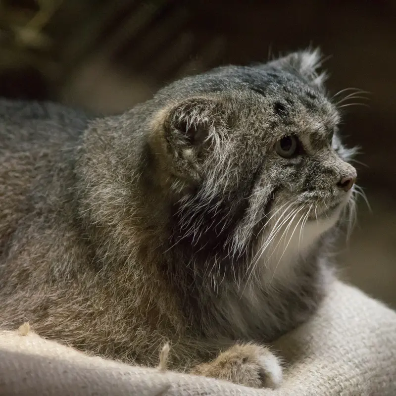 A photograph of Klyon in Ueno Zoological Gardens