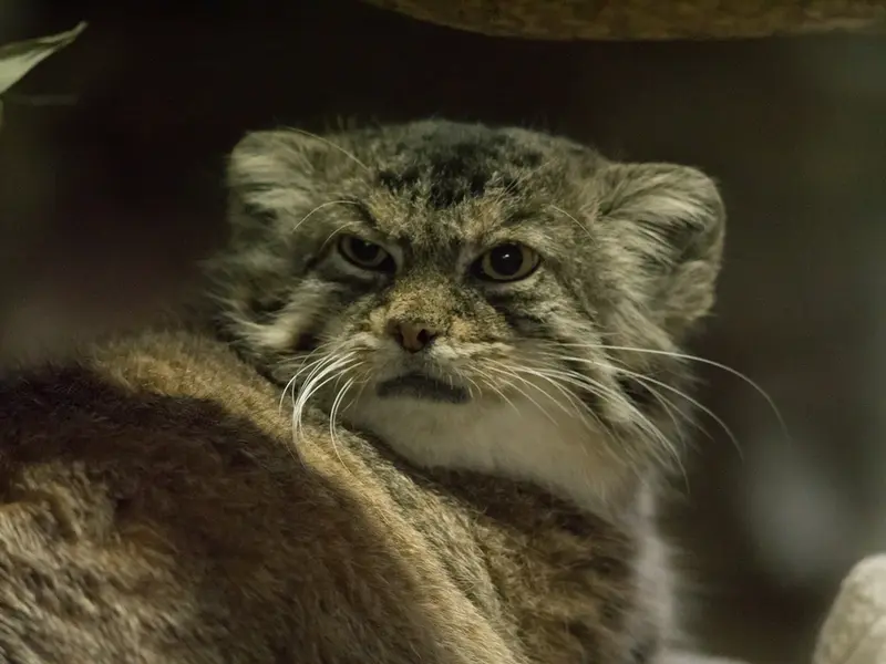 A photograph of Primula in Ueno Zoological Gardens