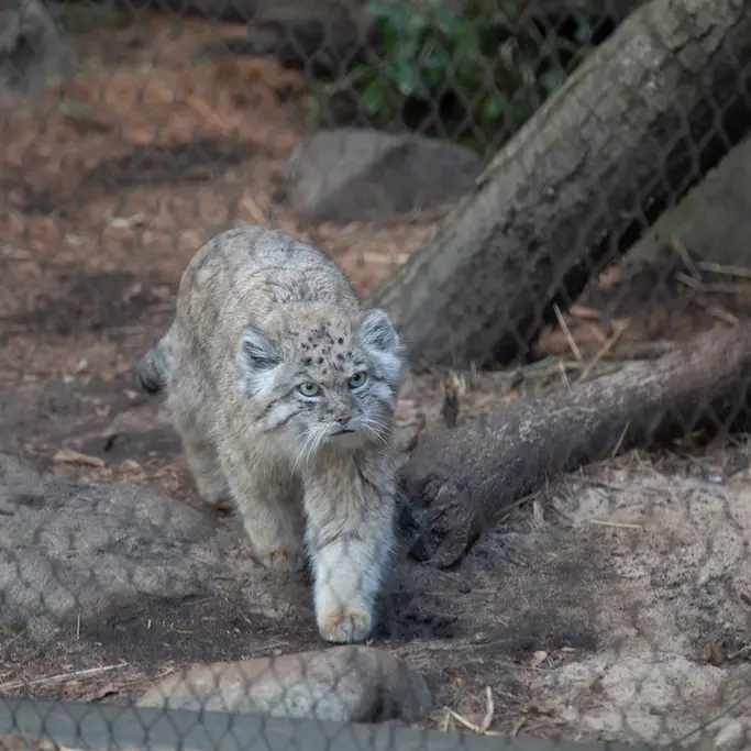 A photograph of Batu in Prospect Park Zoo