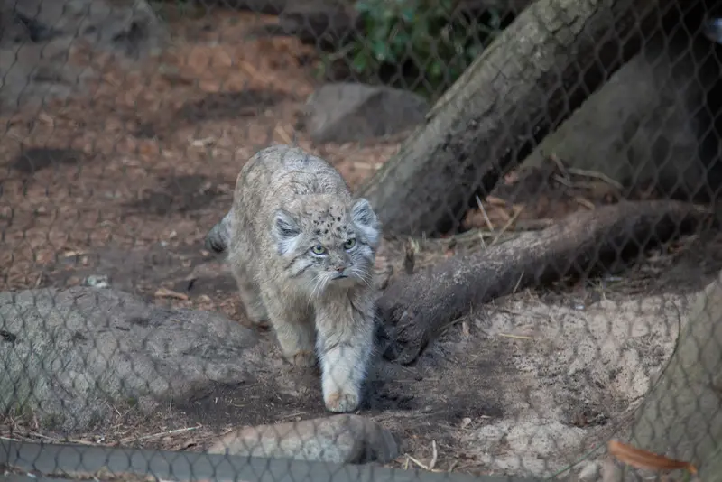 A photograph of Batu in Prospect Park Zoo