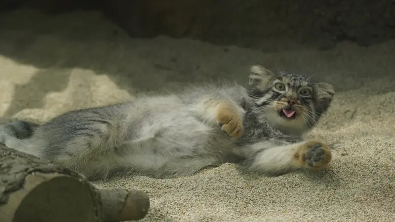 A photograph of a Pallas's cat